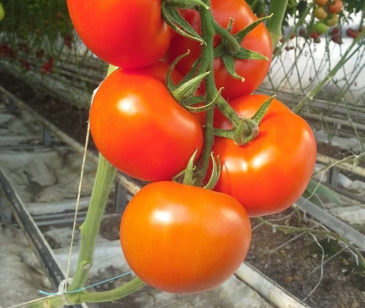Ripe Organic Tomatoes at Mans Organics
