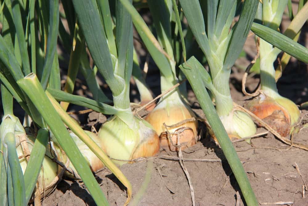 Onions in the field at Mans Organics