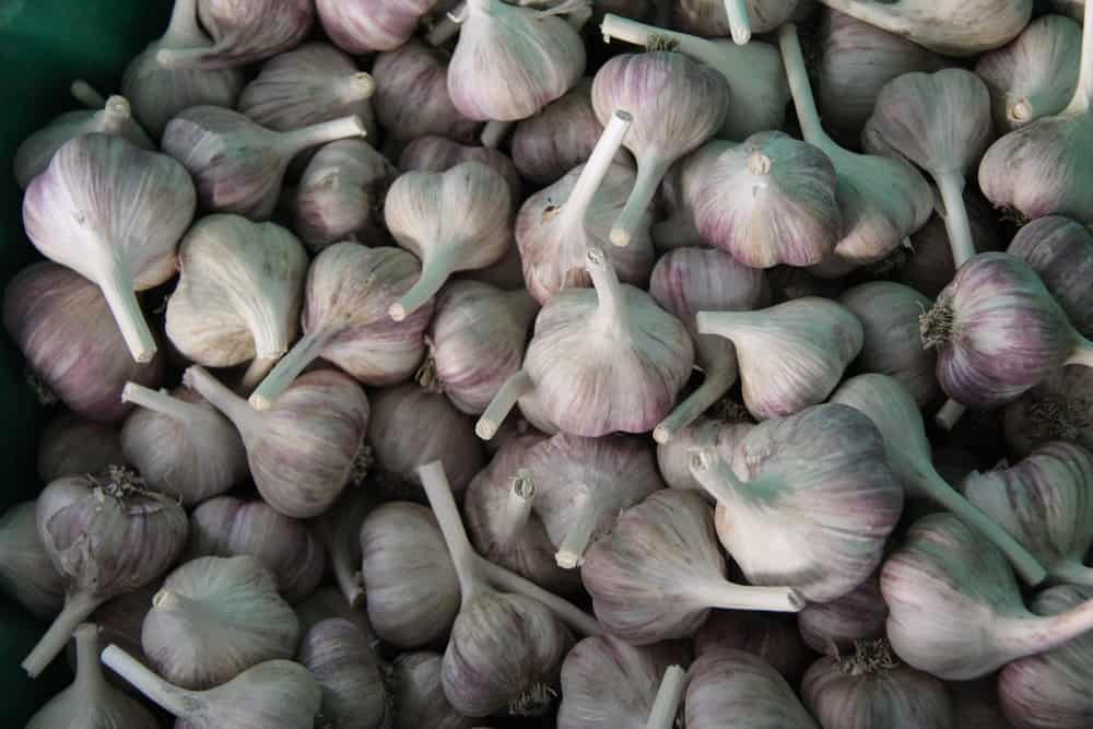 Harvested Garlic at Mans organics