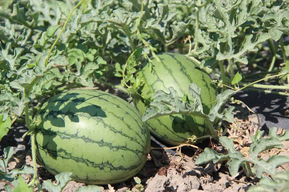 Melons in the field at Mans Organics